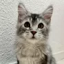 Sock